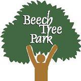 beech